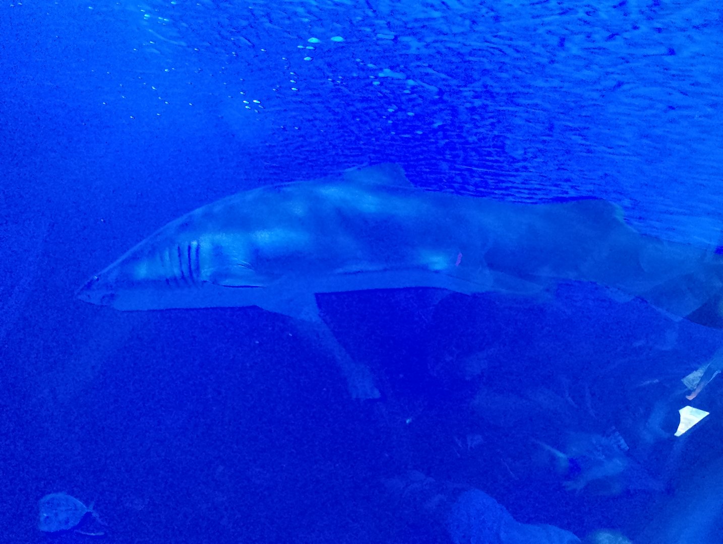 Sand tiger shark