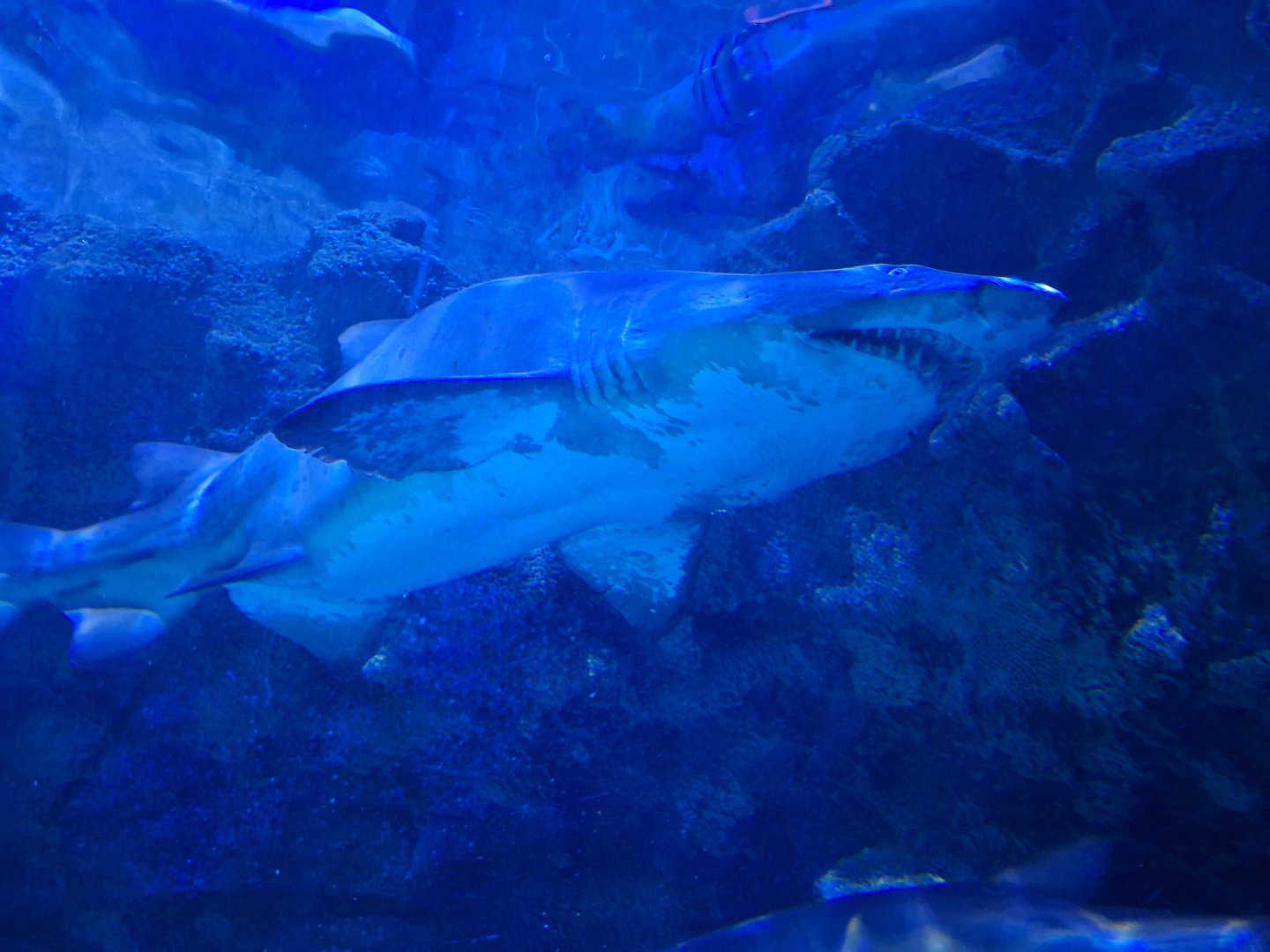 Sand Tiger Shark