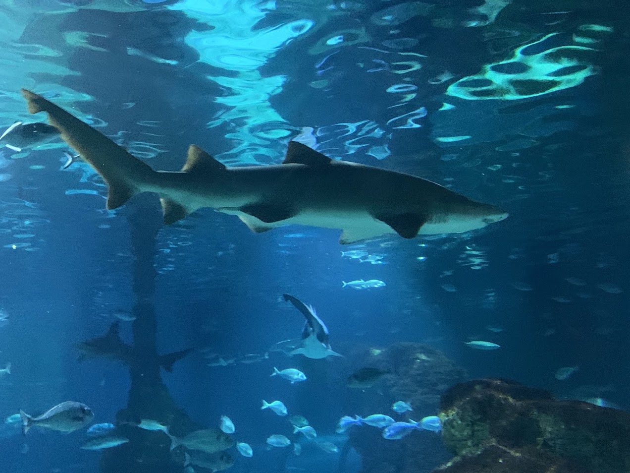 Sand tiger shark