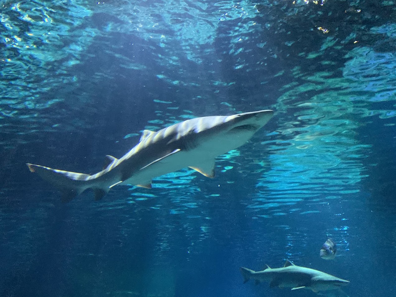Sand tiger shark