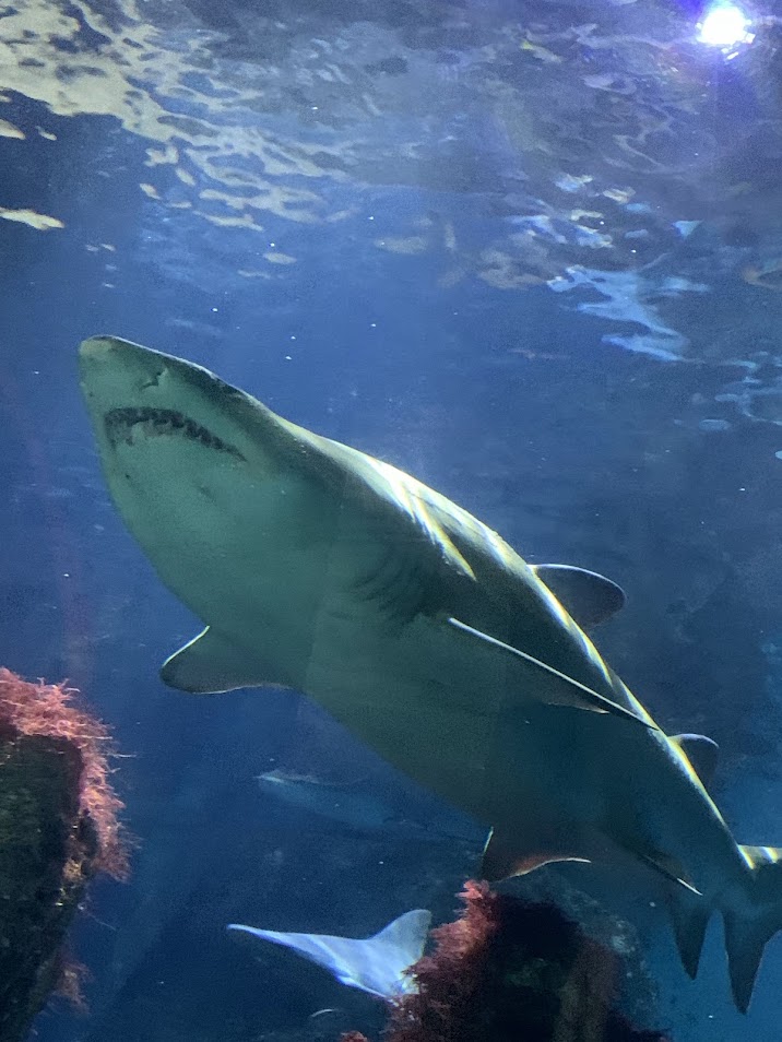 Sand tiger shark