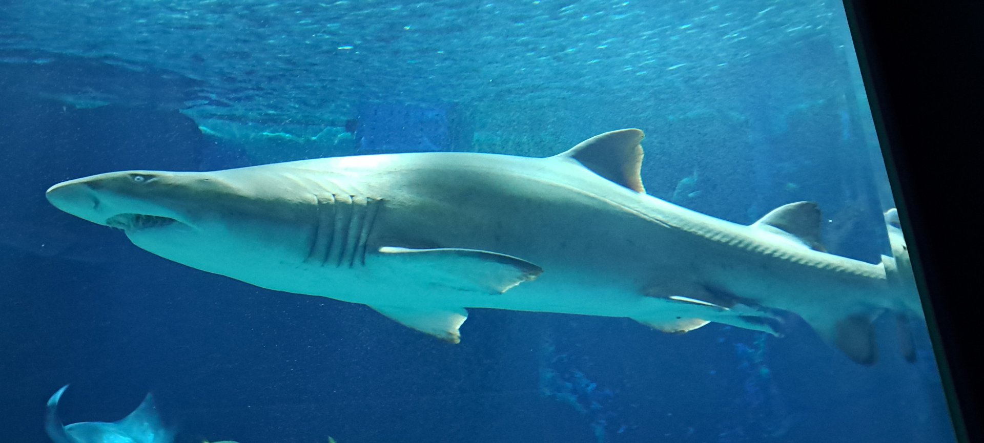Sand Tiger Shark