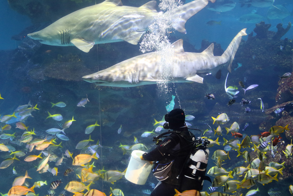 Sand Tiger Sharks at feeding time, Blue Planet Aquarium 22/02/2017