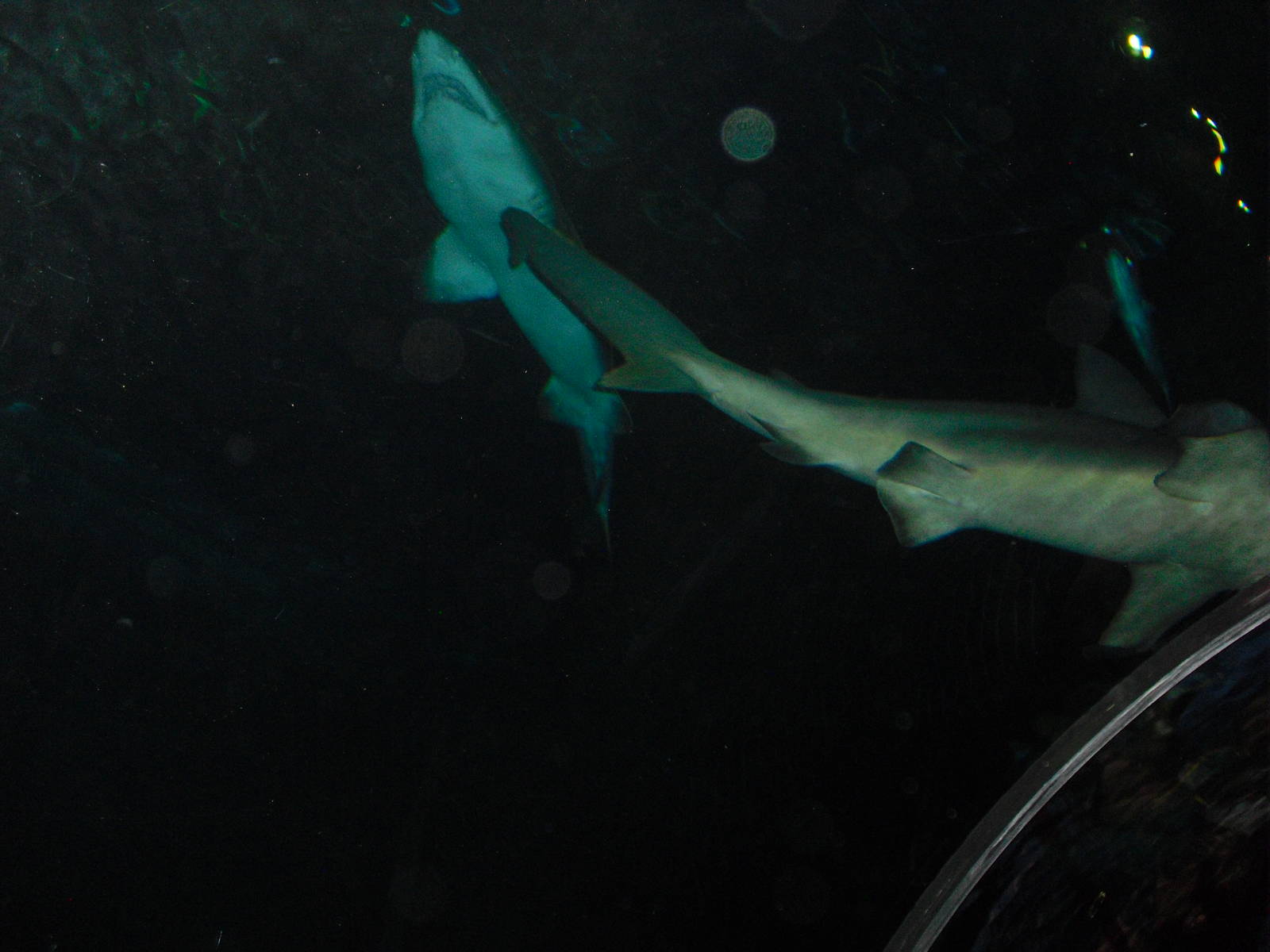 Sand Tiger Sharks at SeaWorld Orlando