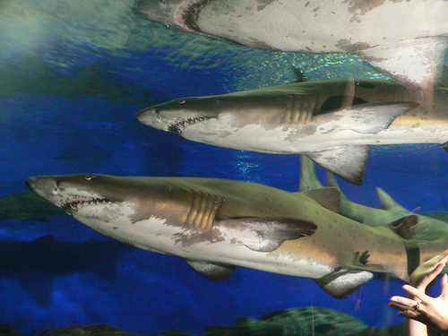 Sand Tiger Sharks, UnderwaterWorld Singapore