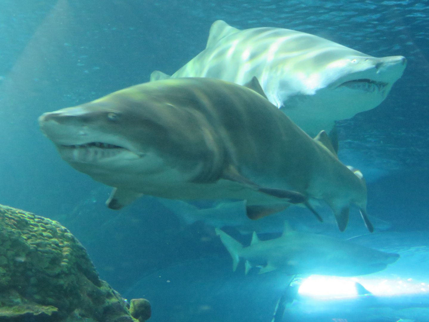 Sand tiger sharks