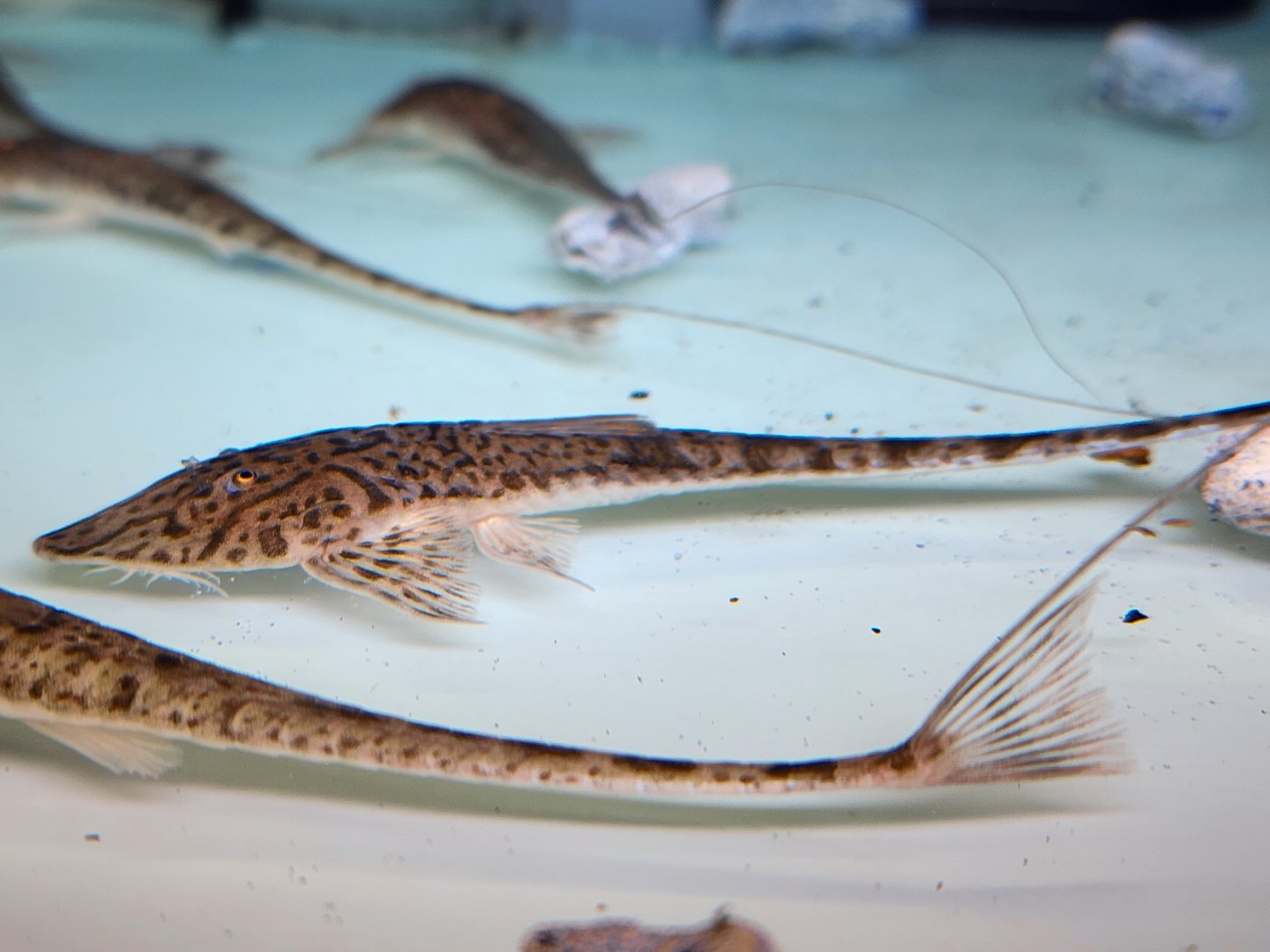 Sand Tiger Whiptail (Pseudohemiodon almendarizi)