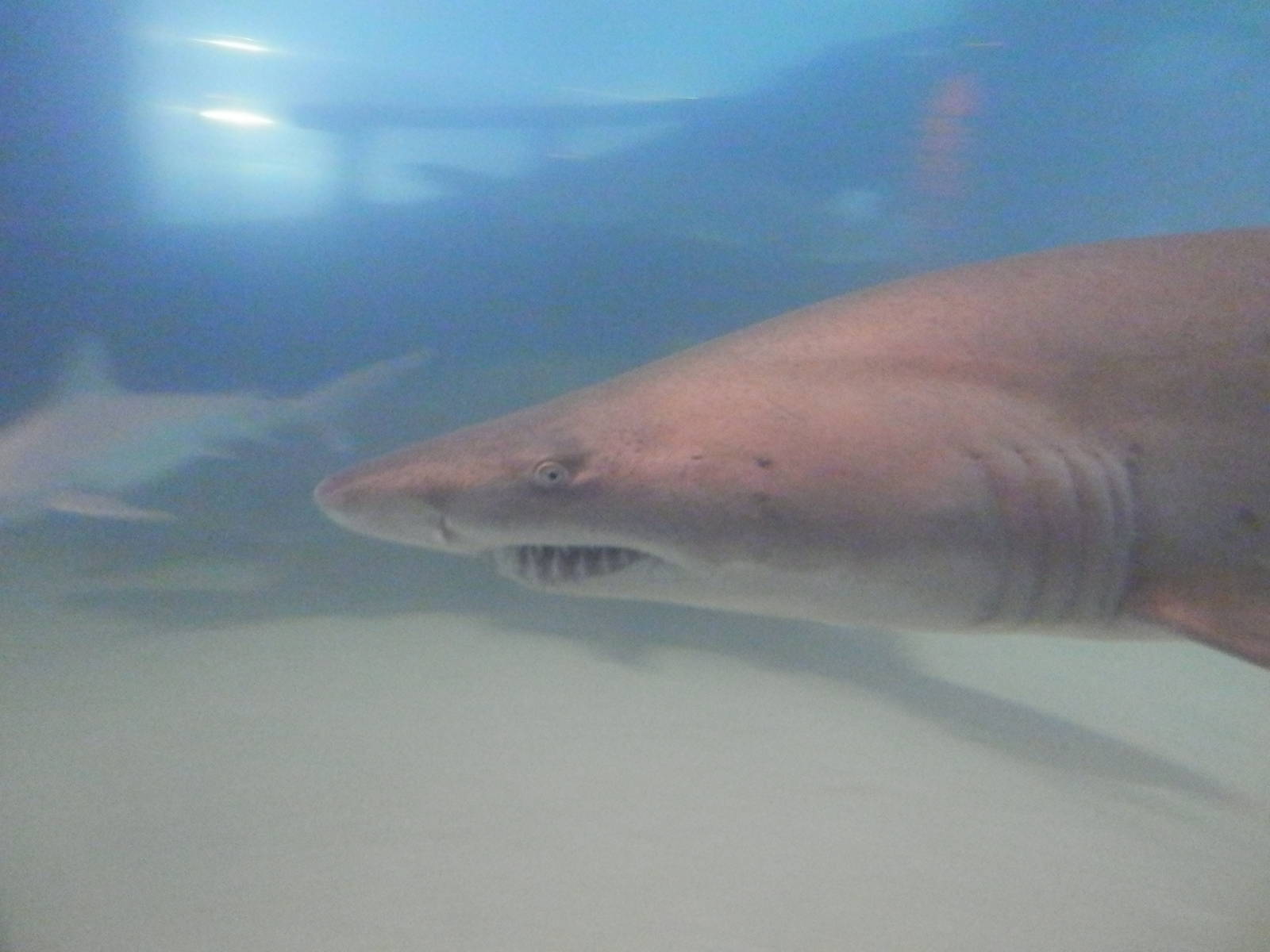 Sand tiger