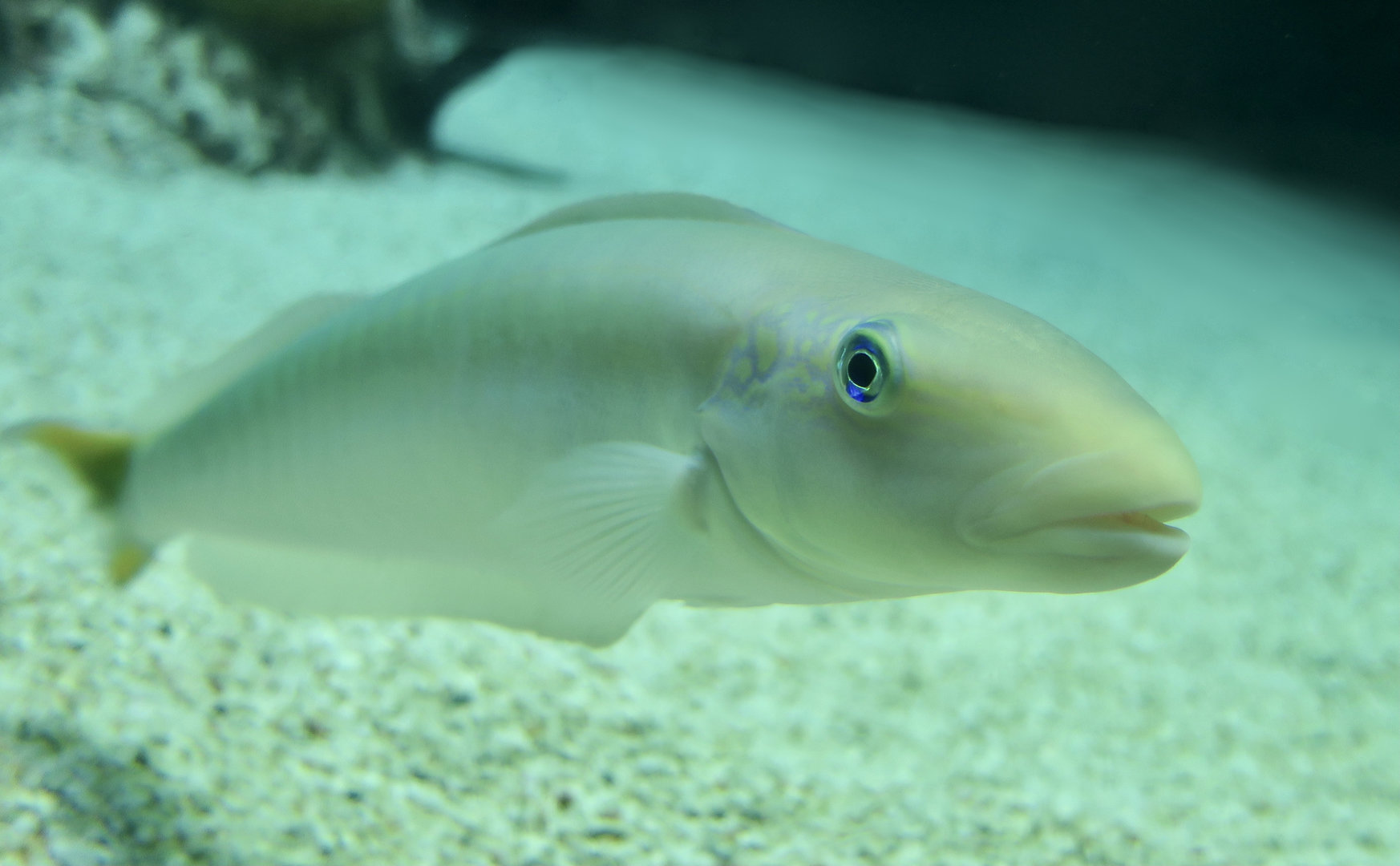 Sand Tilefish (Malacanthus plumieri)