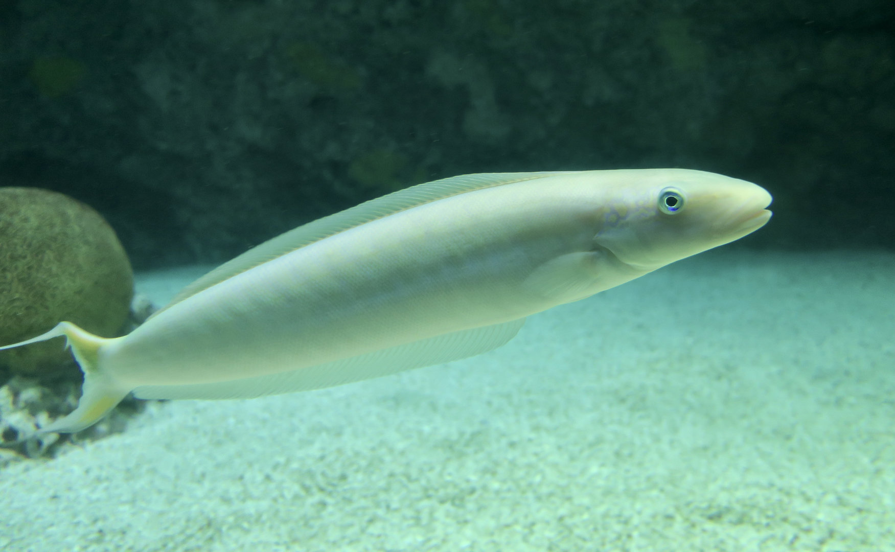 Sand Tilefish (Malacanthus plumieri)