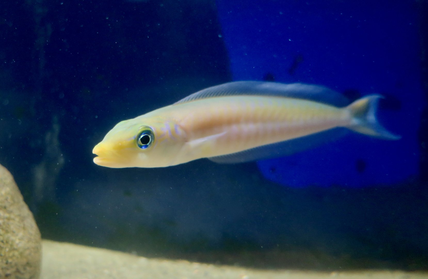 Sand Tilefish (Malacanthus plumieri)