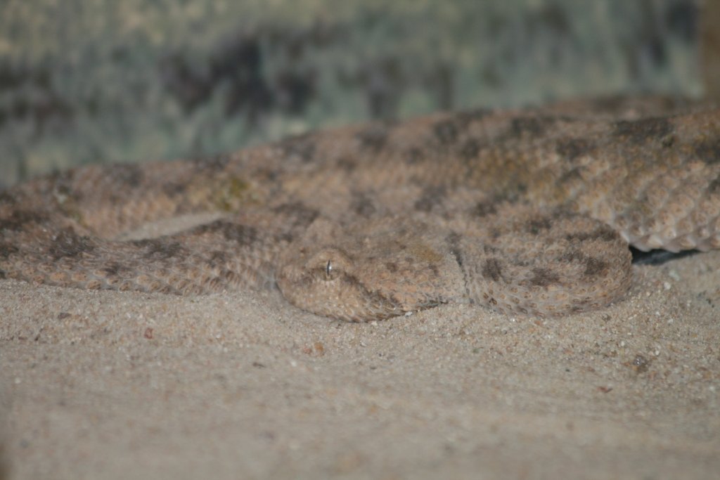 Sand Viper