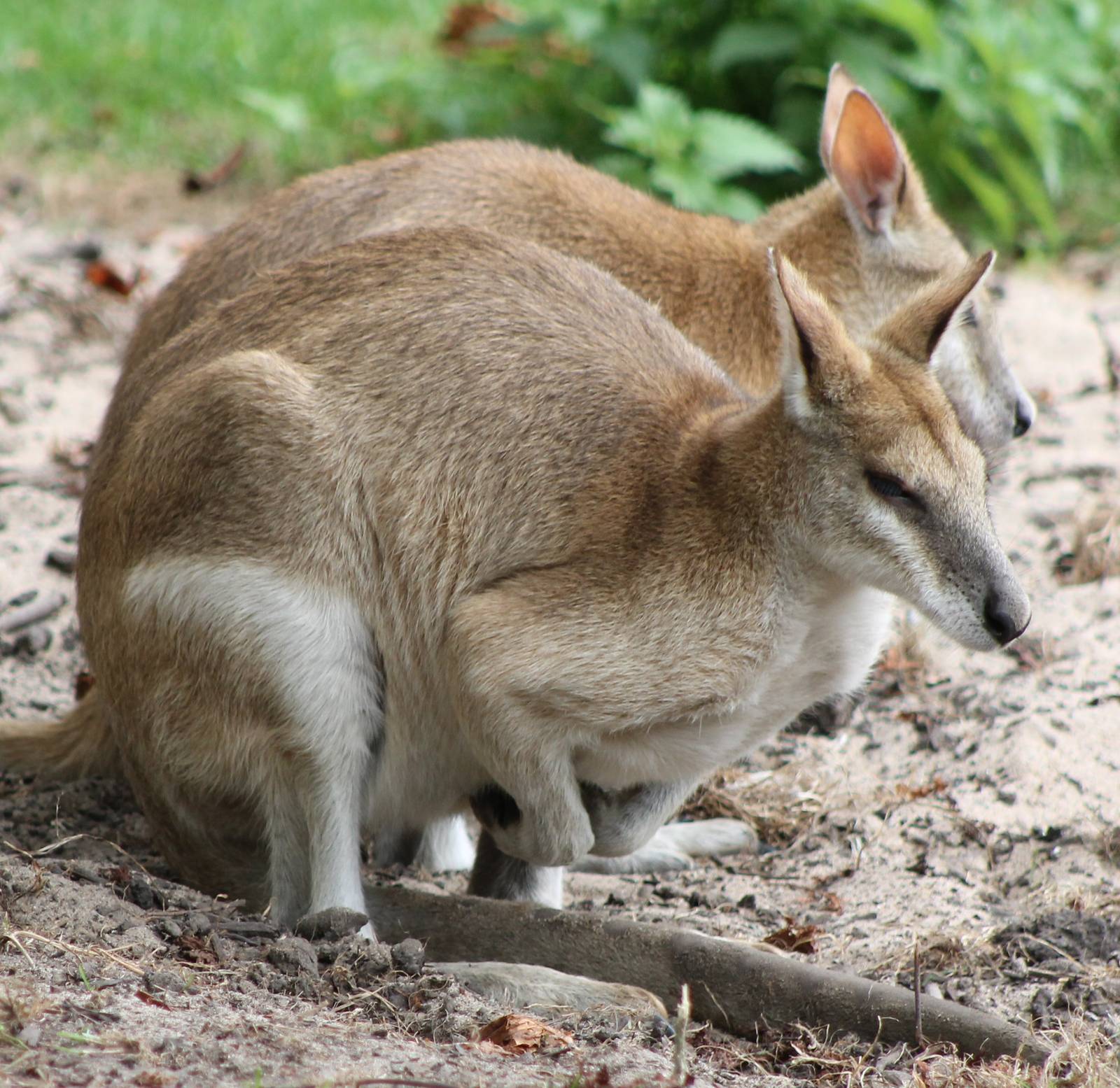 sand wallabies
