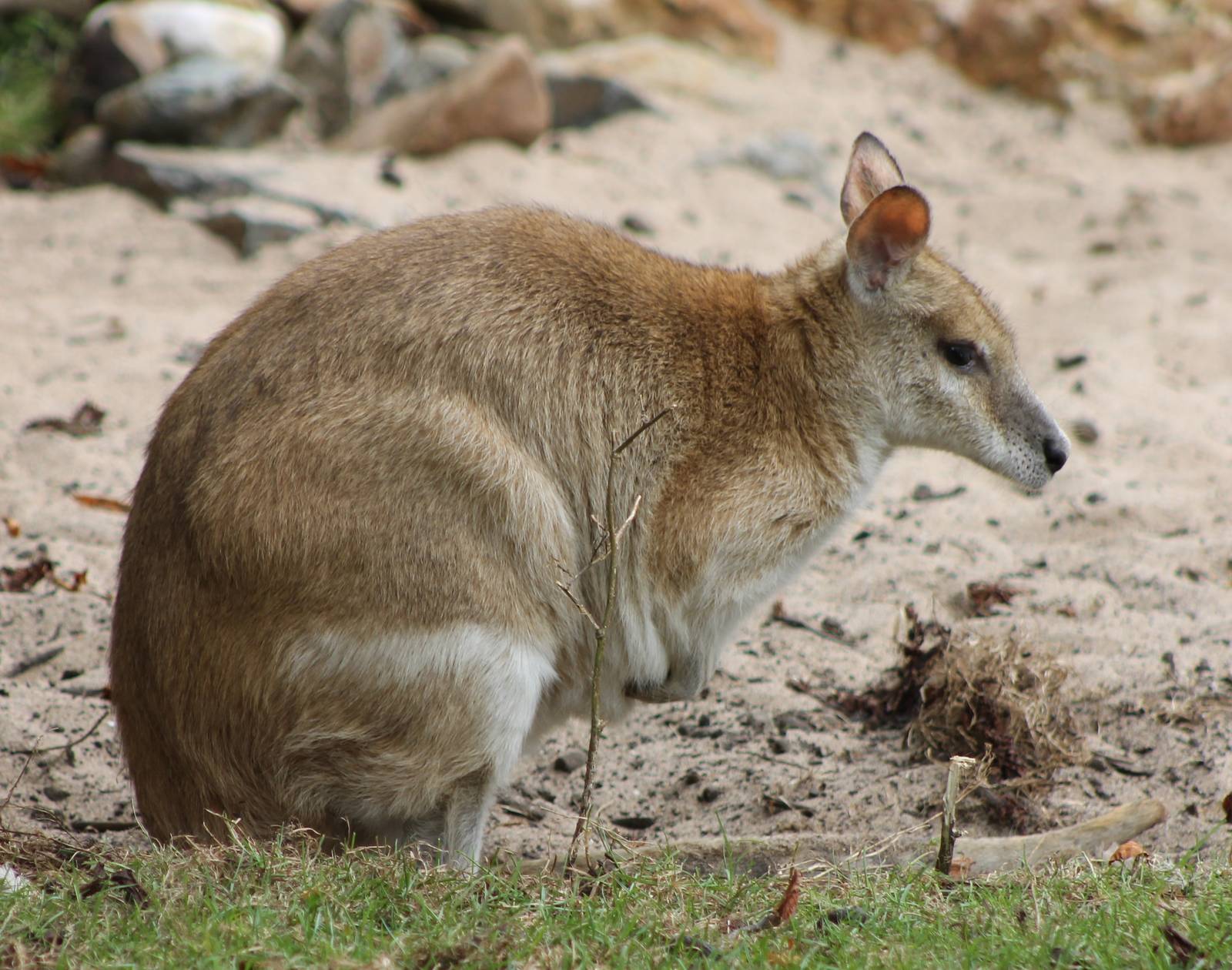 Sand wallaby