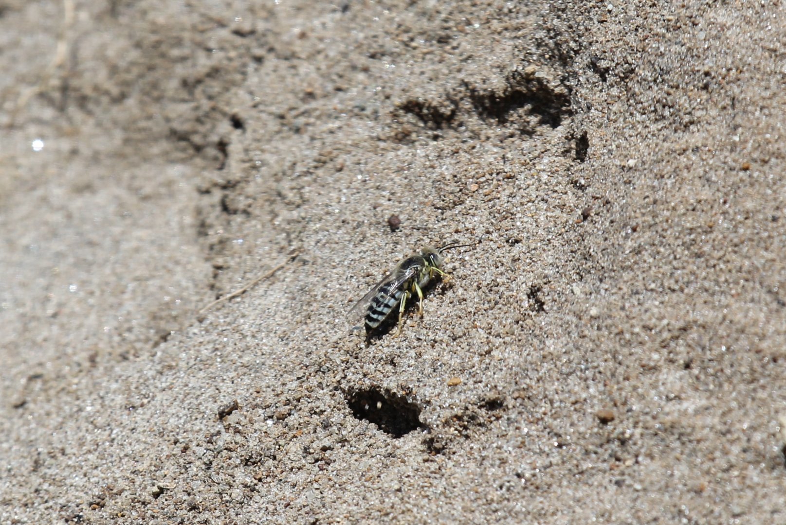 Sand wasp ID?