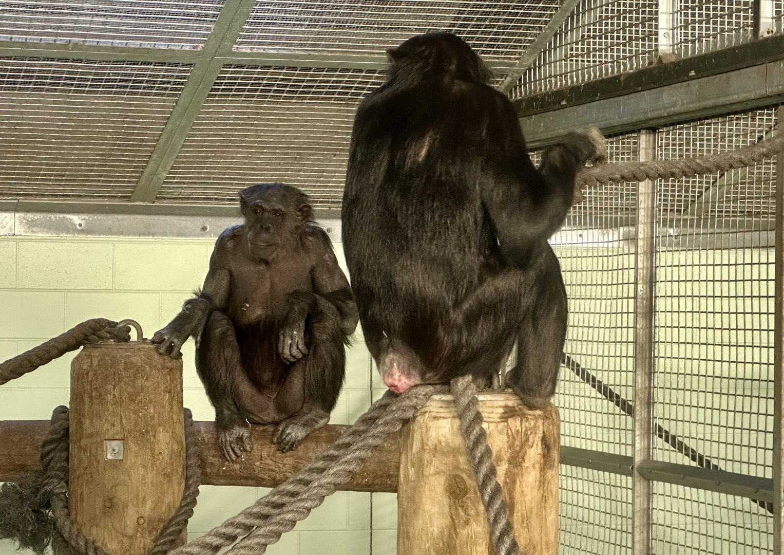 Sanda and Chiku (Common Chimpanzee)
