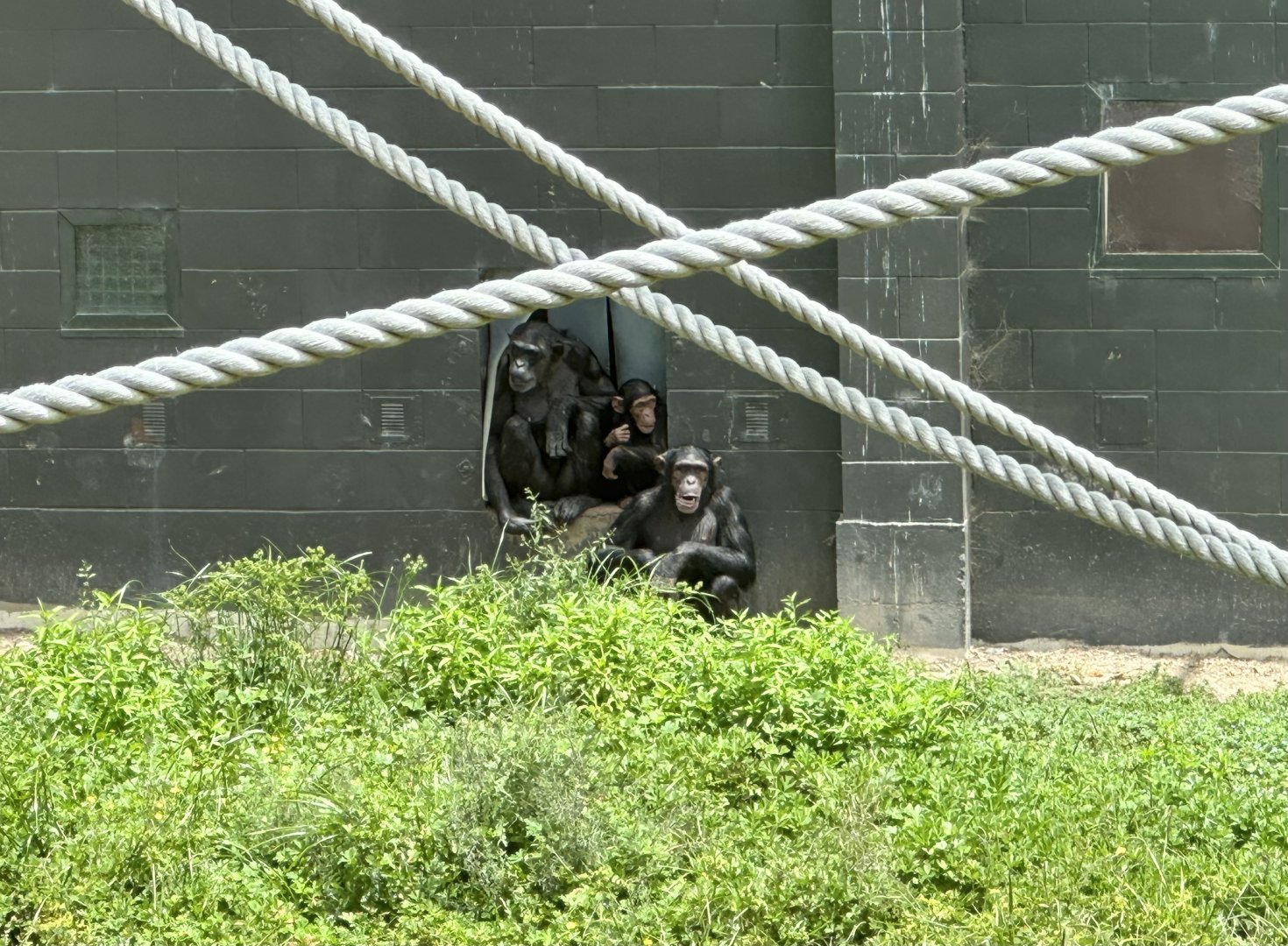 Sanda and Daughters (Chimpanzee)