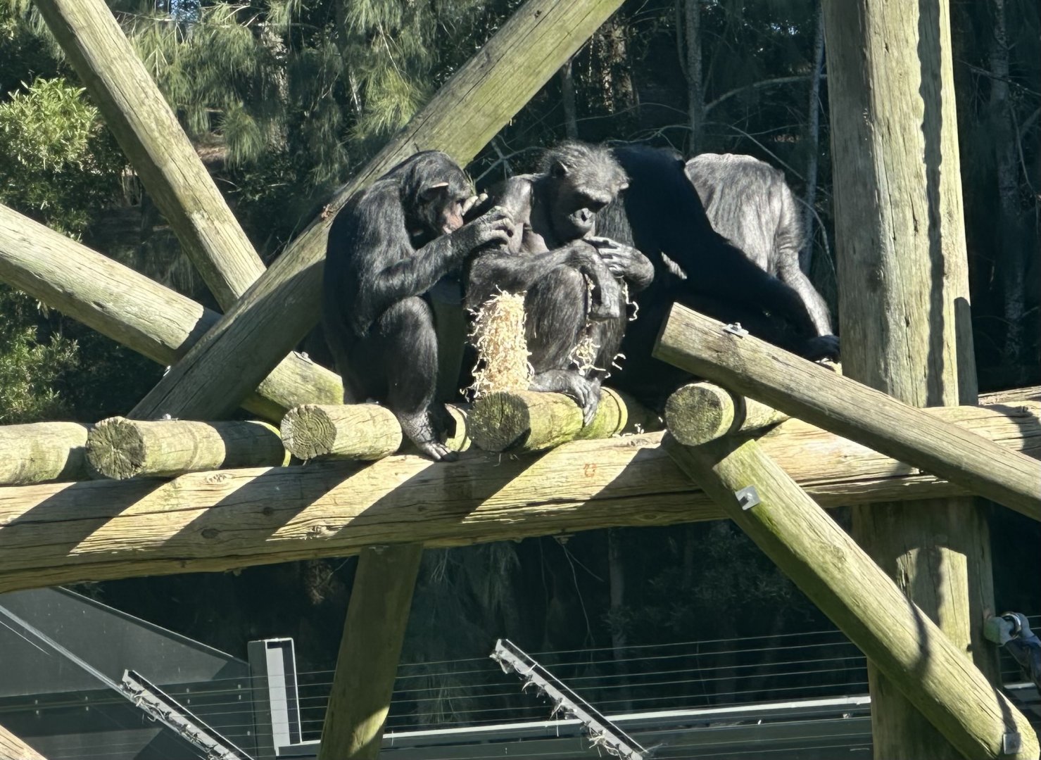 Sanda and Daughters (Common Chimpanzee)