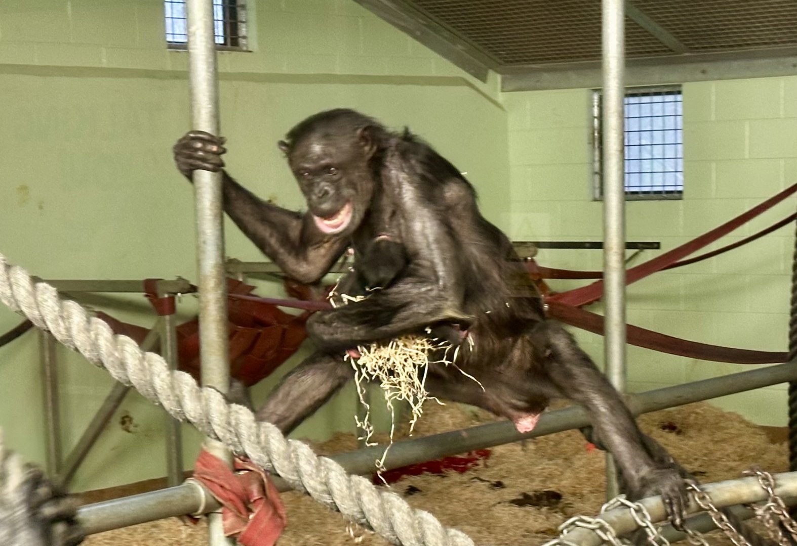 Sanda and Newborn Infant (Common Chimpanzee)