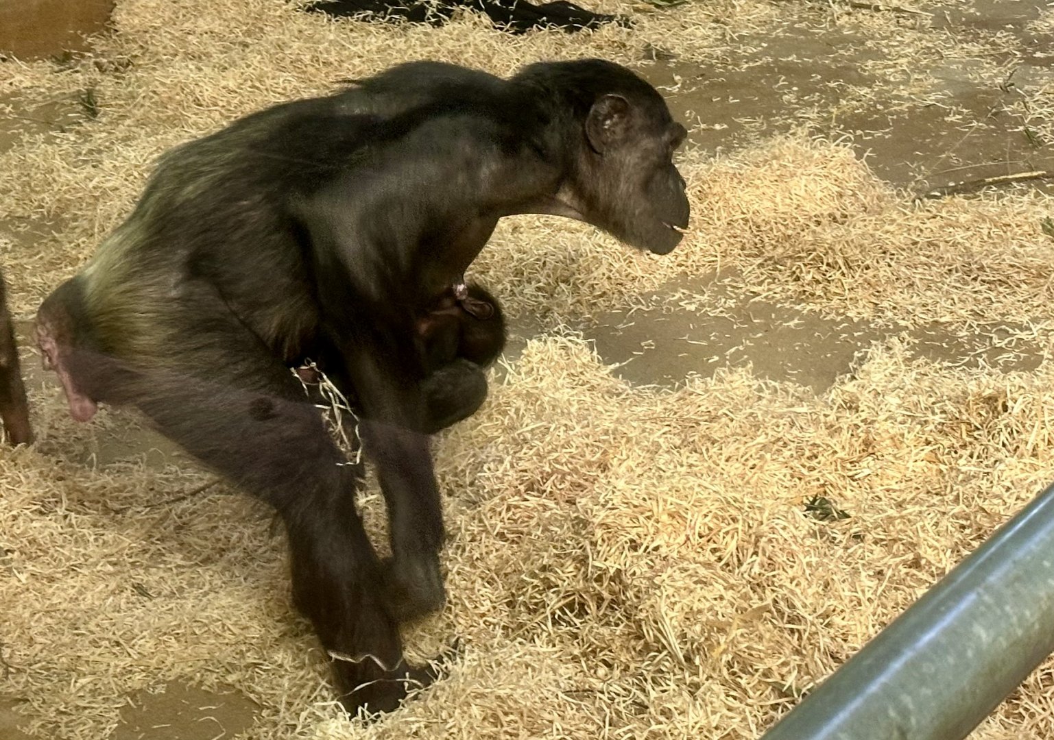 Sanda and Newborn Infant (Common Chimpanzee)