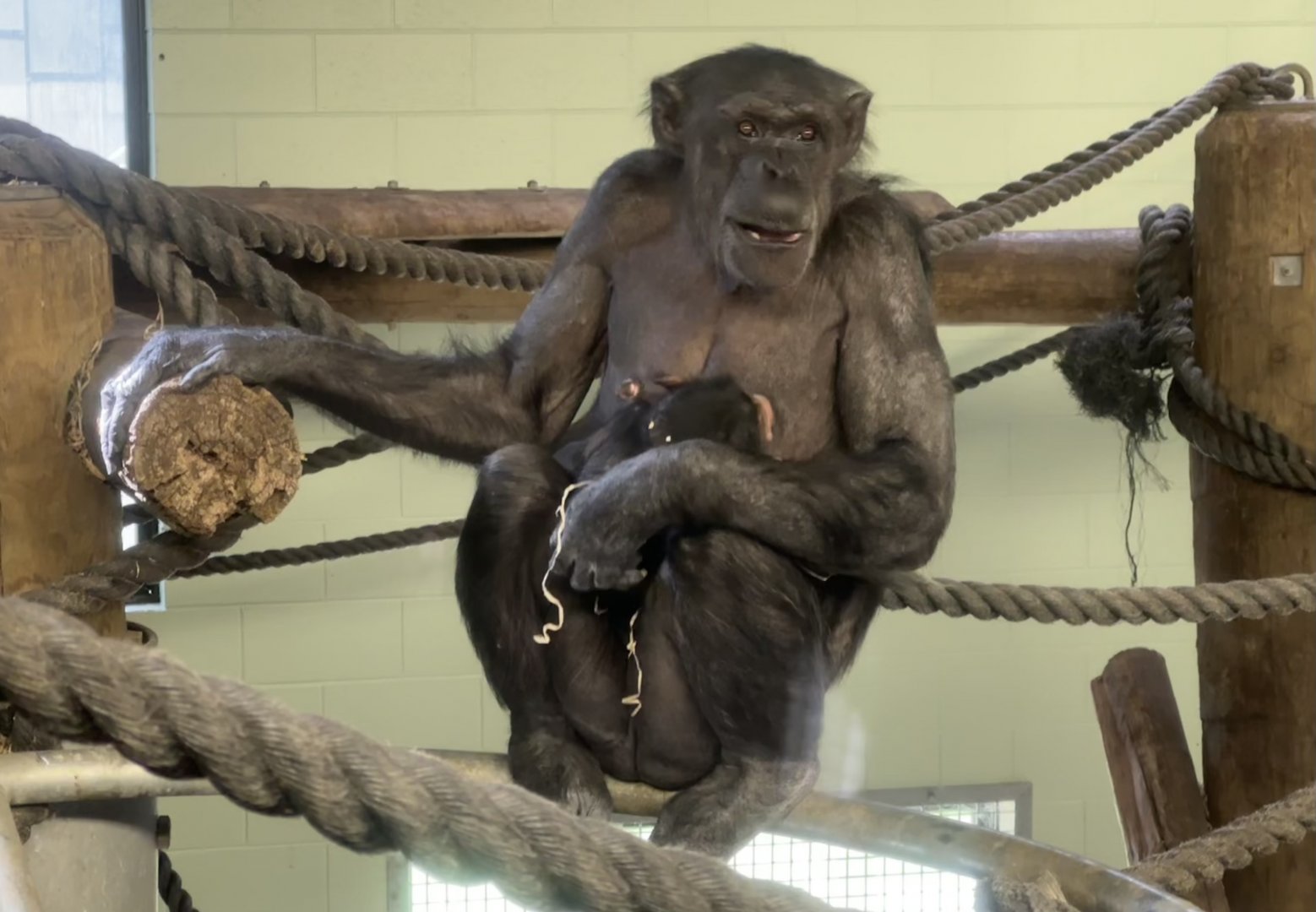 Sanda and Zuri (12 Weeks Old)