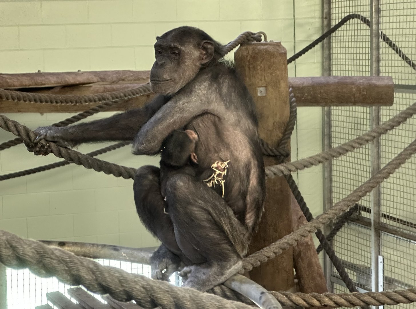 Sanda and Zuri (12 Weeks Old)