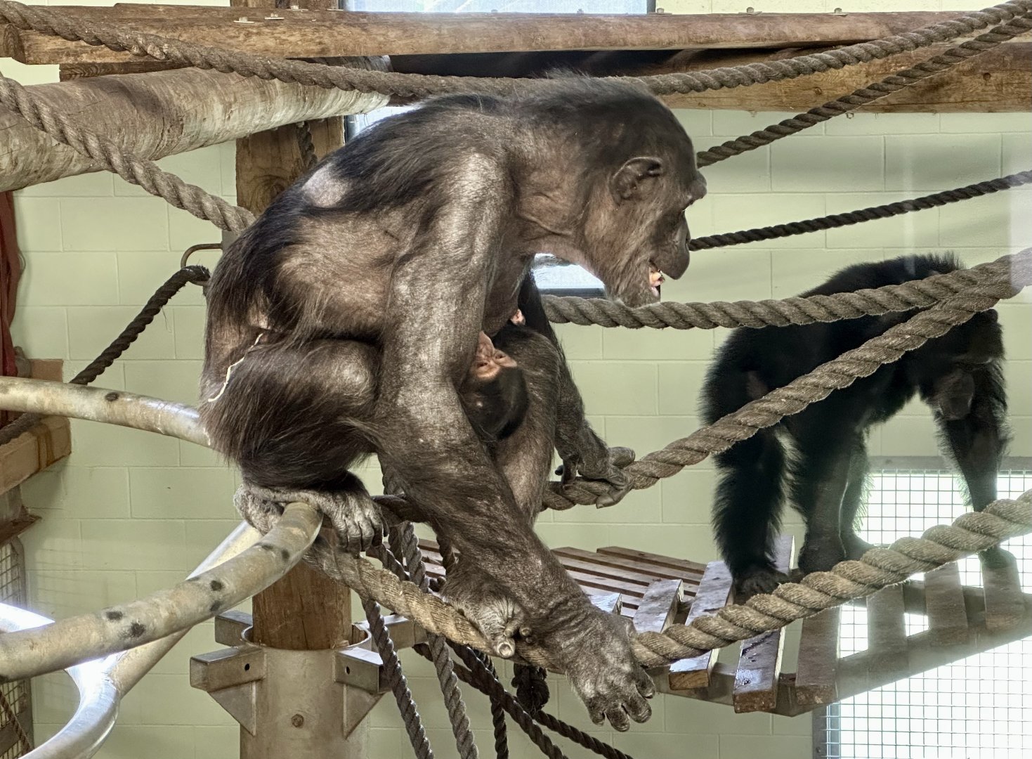 Sanda and Zuri (12 Weeks Old)