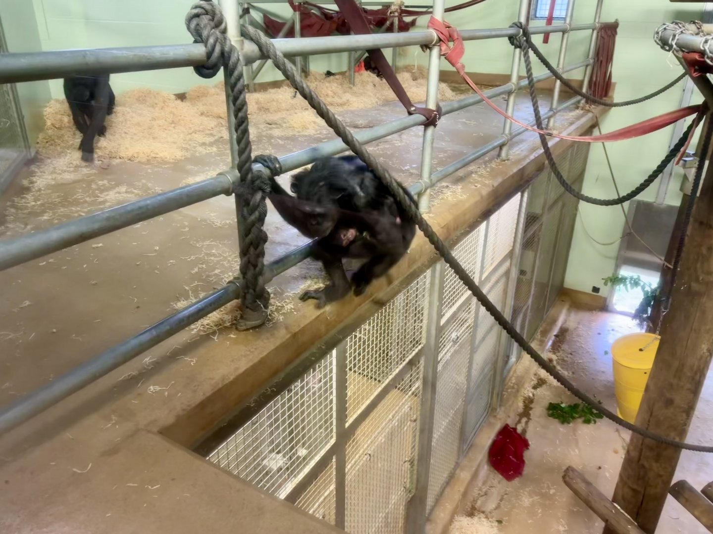 Sanda and Zuri (Three Weeks Old)