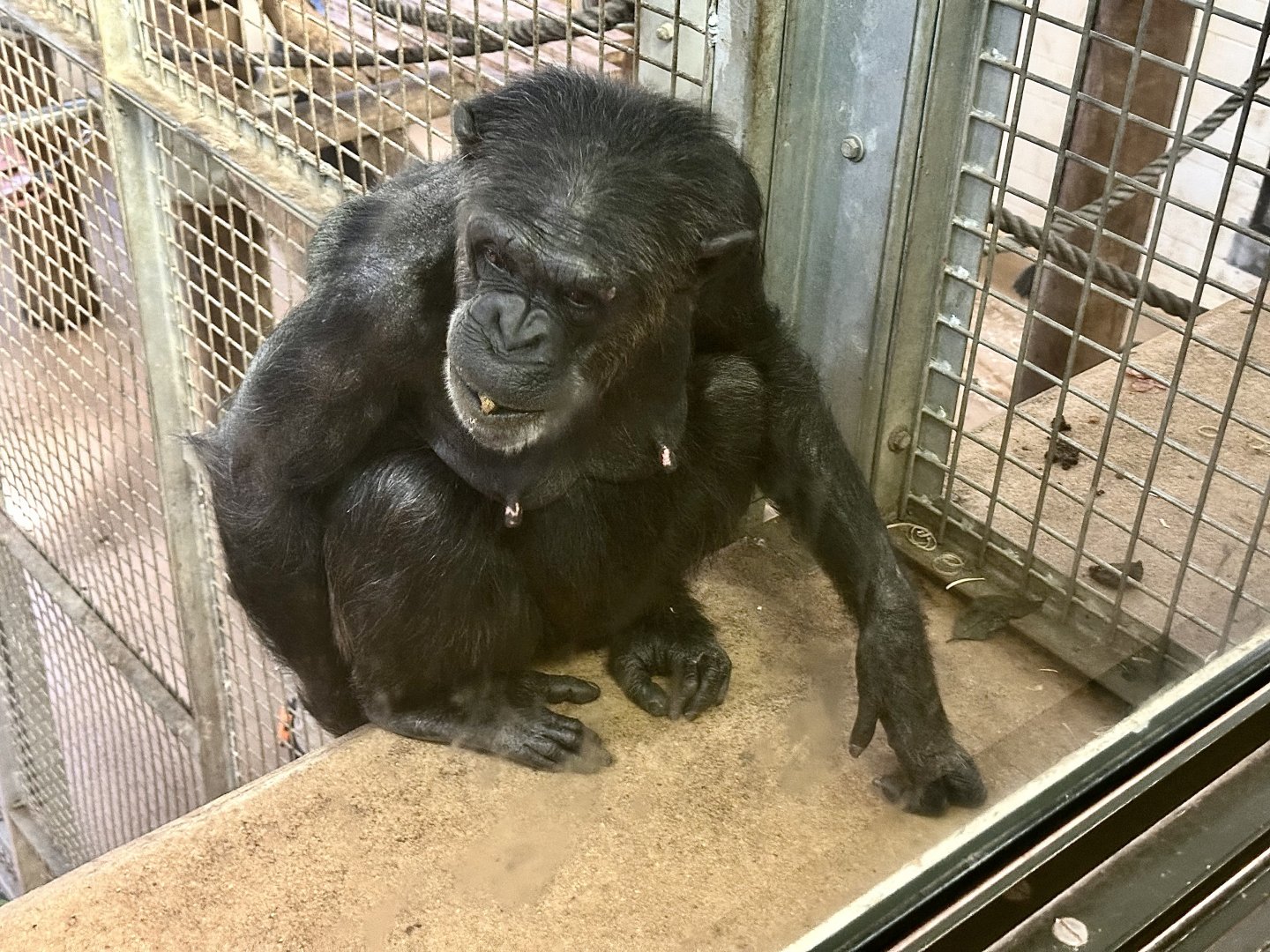 Sanda (Common chimpanzee)