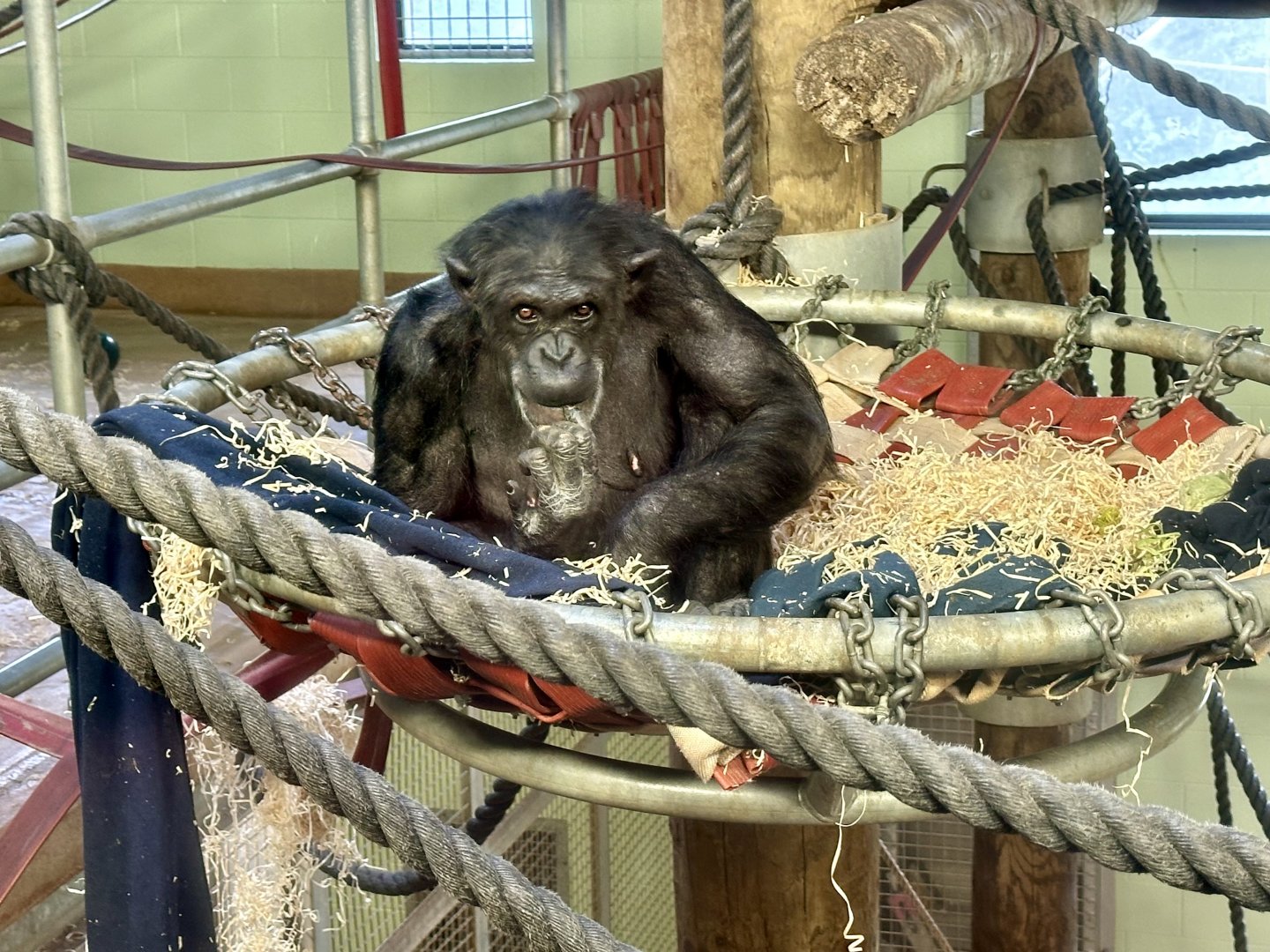 Sanda (Common Chimpanzee)