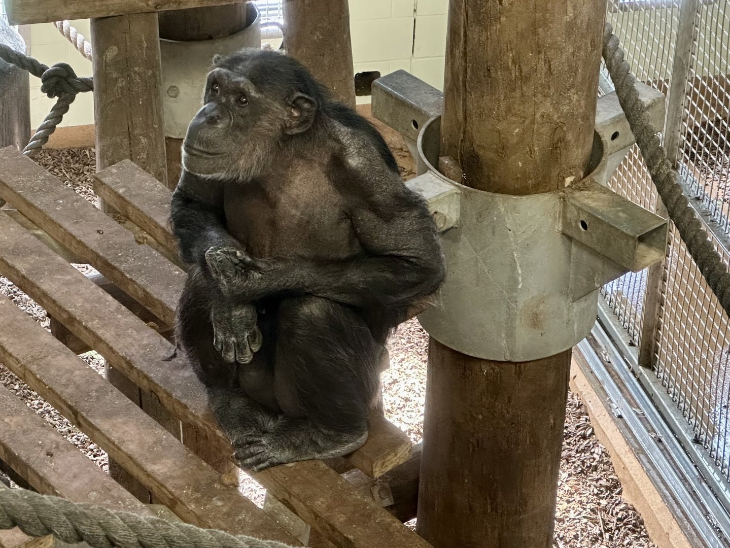 Sanda (Common Chimpanzee)