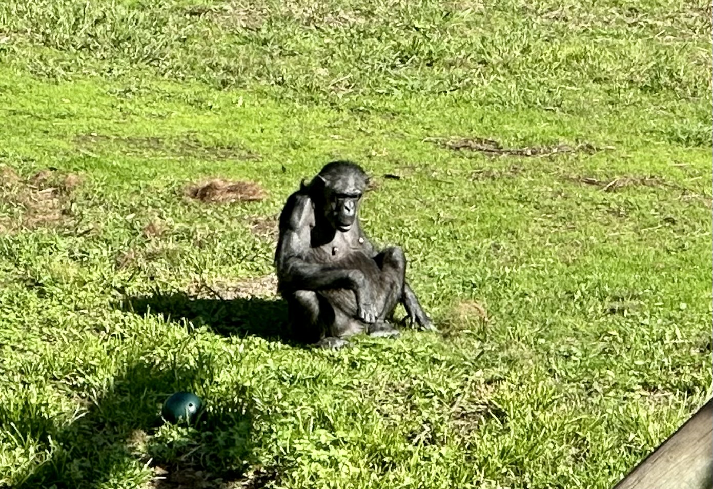 Sanda (Pregnant Chimpanzee)