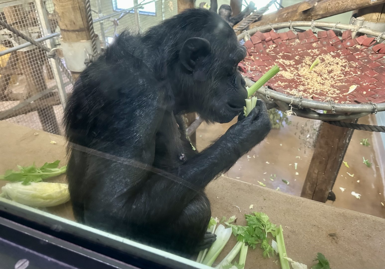 Sanda (Pregnant Chimpanzee)