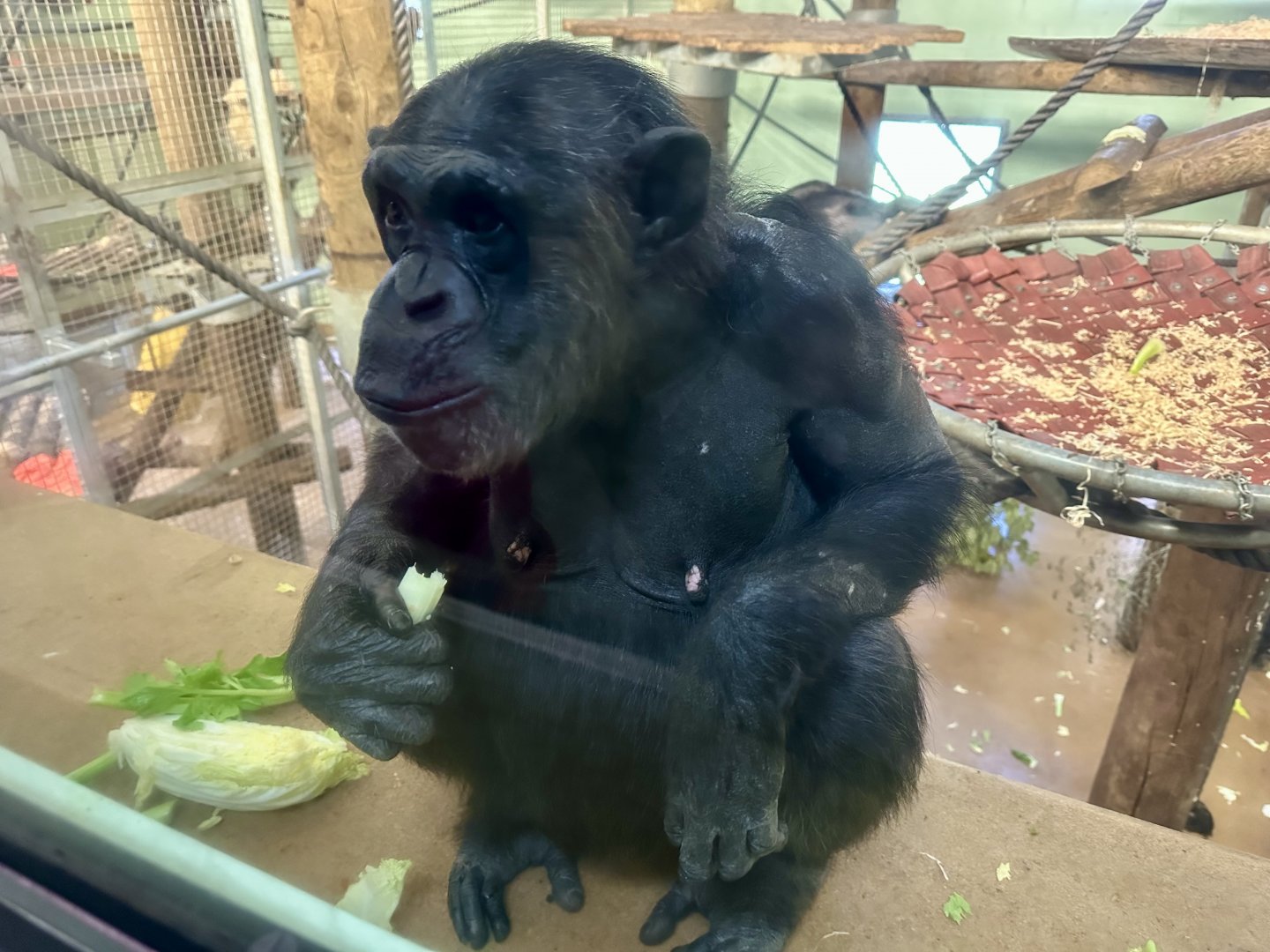 Sanda (Pregnant Chimpanzee)