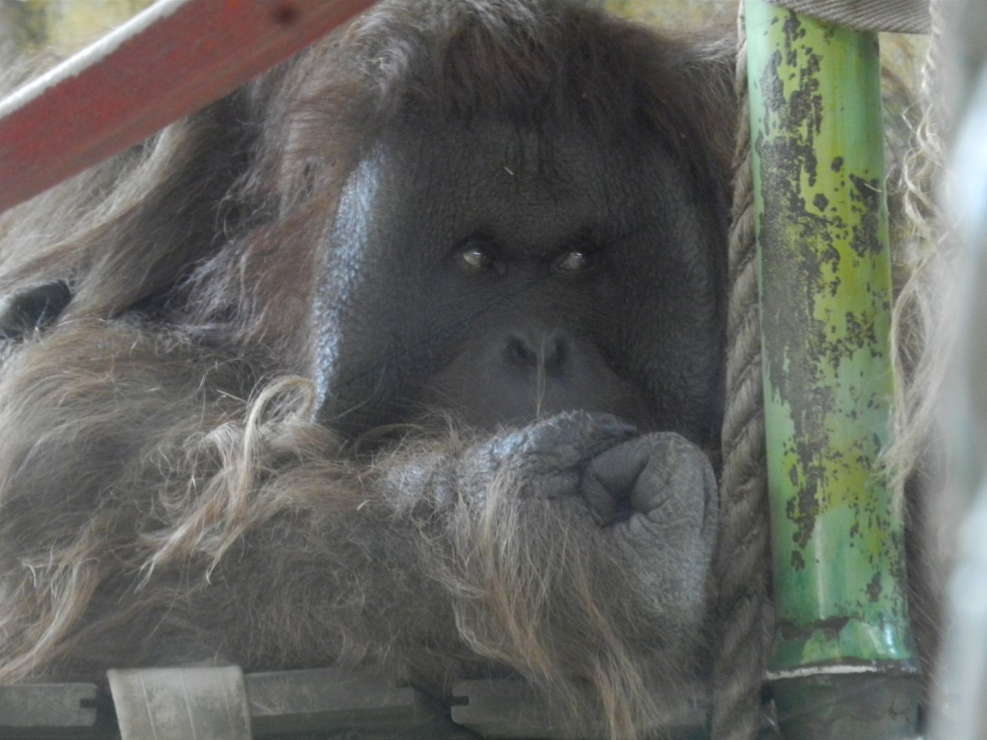 "Sandai", the bornean orangutan - Buin zoo