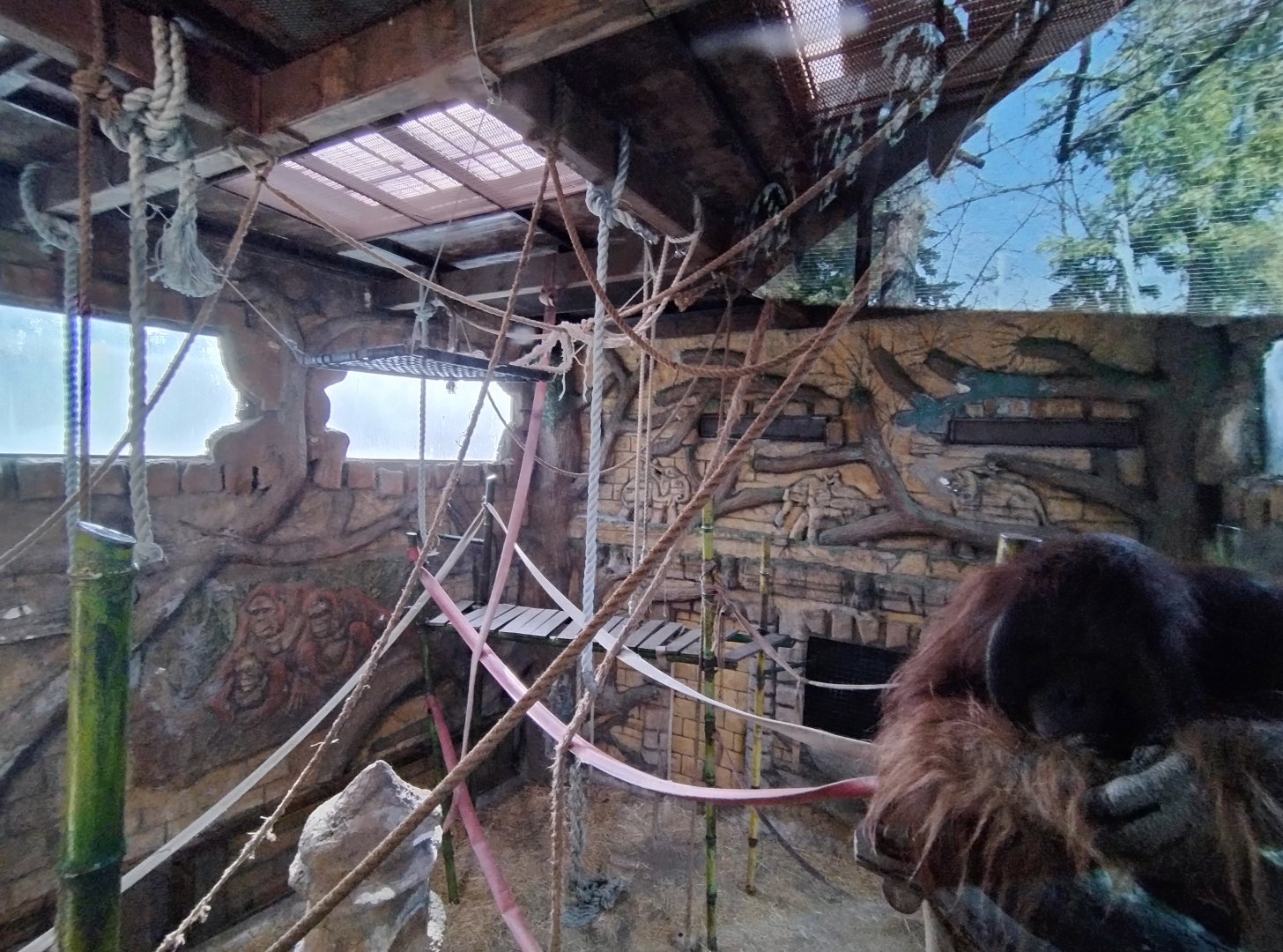 "Sandai", the bornean orangutan - Buin zoo