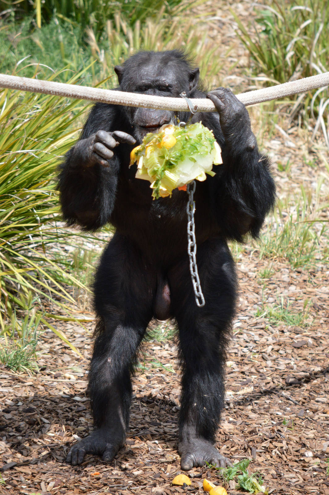 Sandali and a veggie-ice