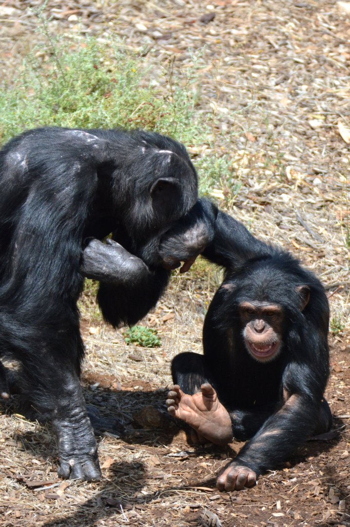 Sandali playing with Zuri