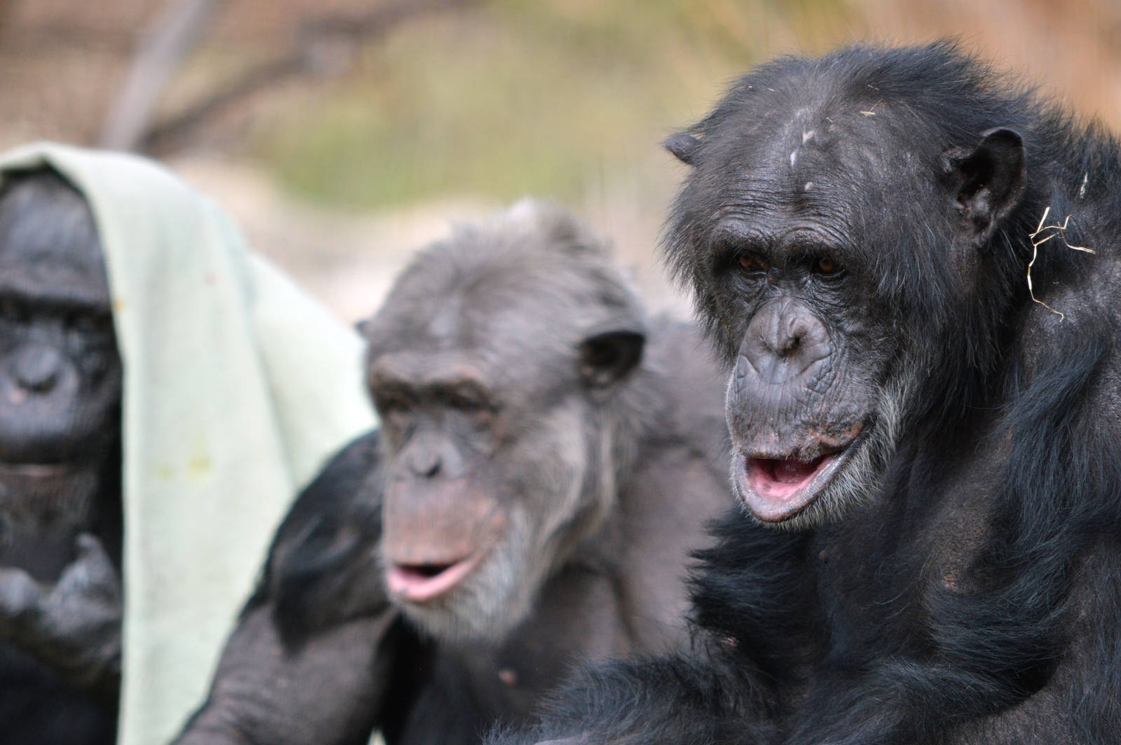 Sandali (with Boyd and Tsotsi)