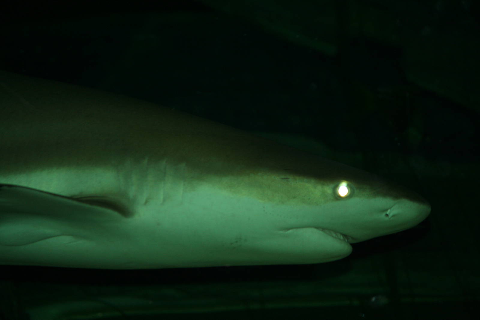 Sandbar or Black-tip reef shark