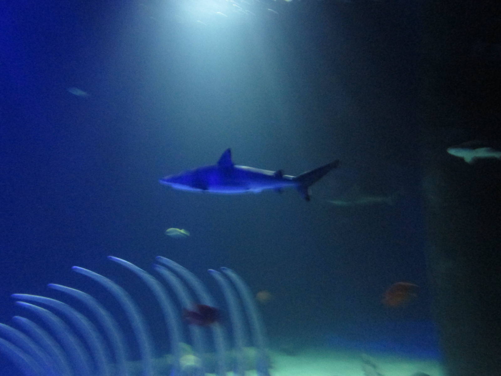 sandbar shark acuario inbursa