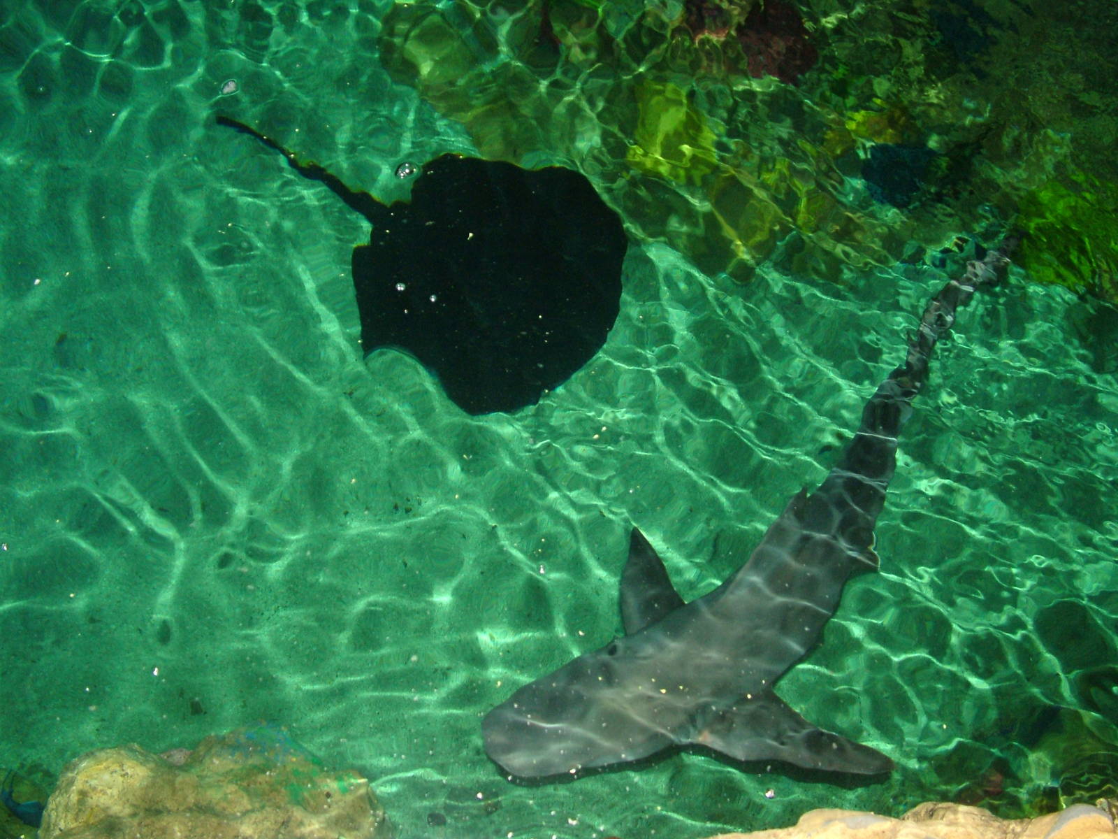 Sandbar Shark and Ray at Brighton SeaLife Centre 13/03/10