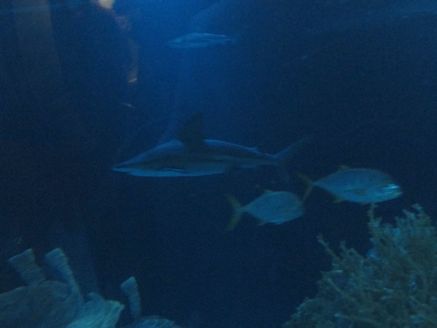 sandbar shark and snappers