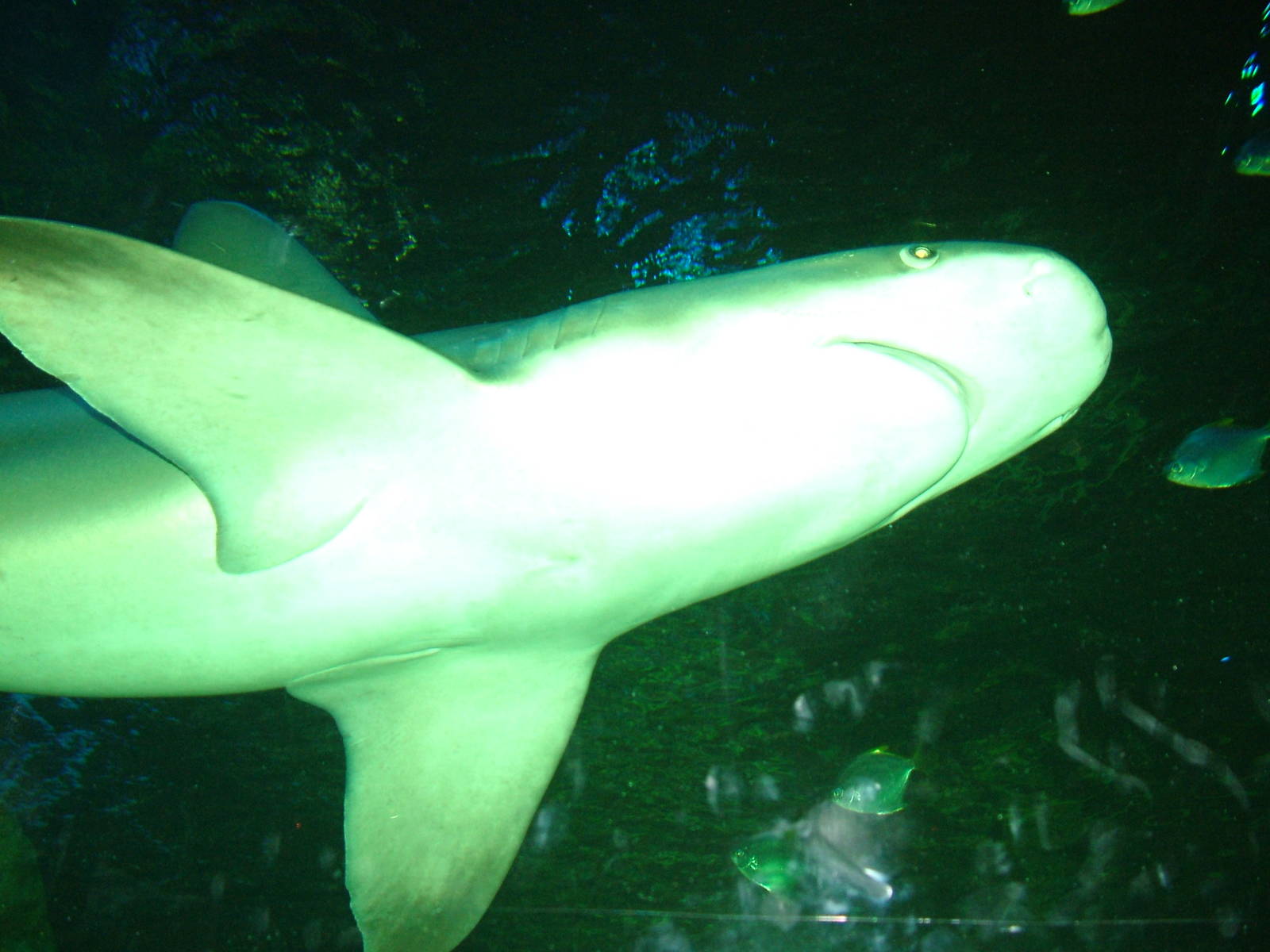 Sandbar Shark at Blackpool SeaLife Centre 27/03/10
