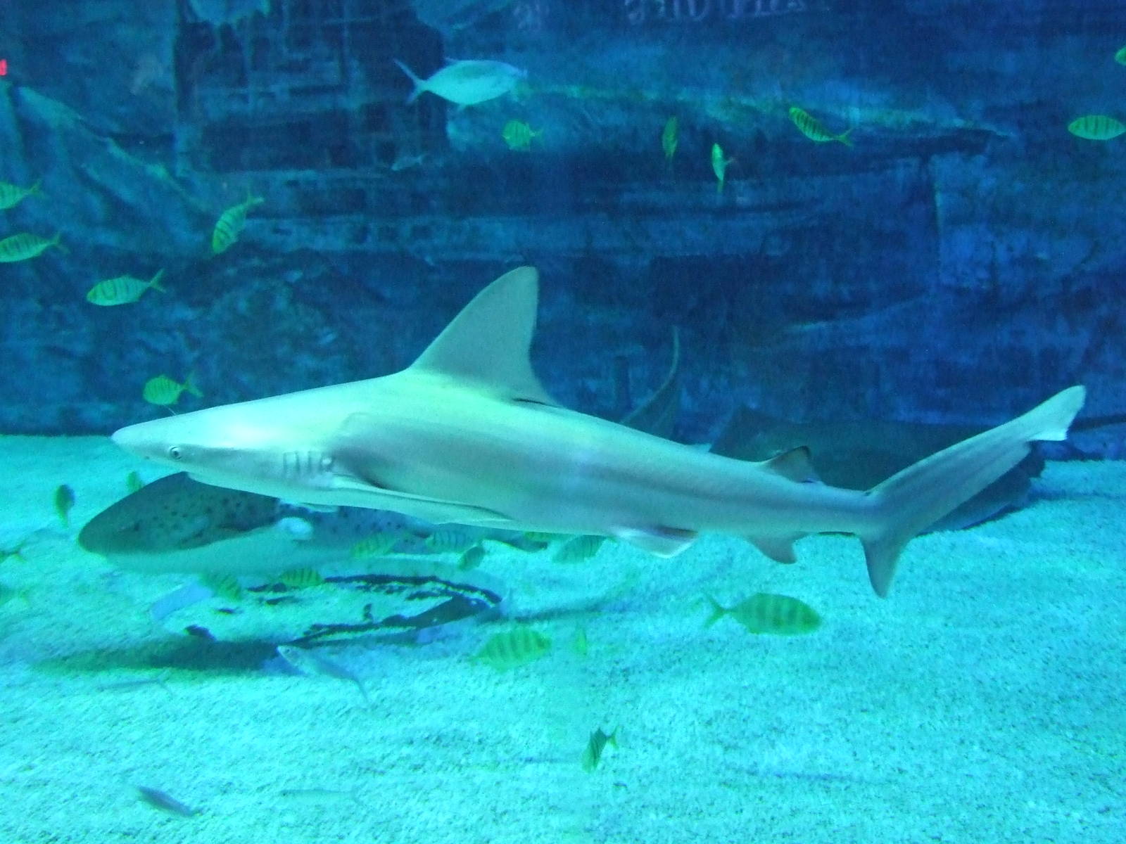 Sandbar shark (Carcharhinus amboinensis)