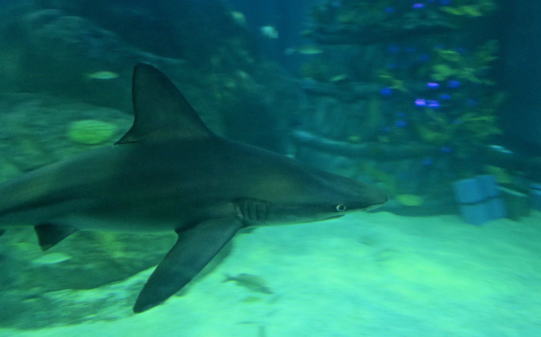 Sandbar Shark (Carcharhinus plumbeus) and Christmas Tree