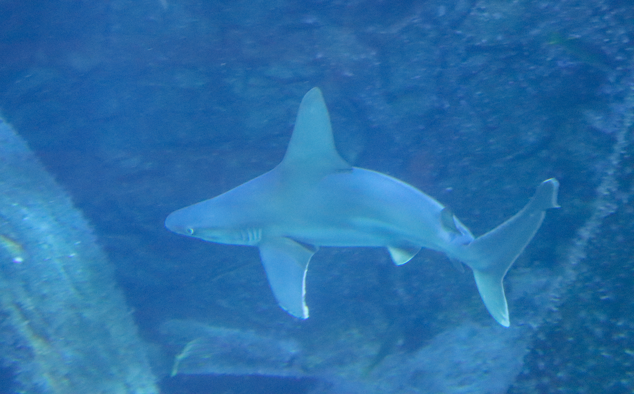 Sandbar Shark (Carcharhinus plumbeus) - December 2018