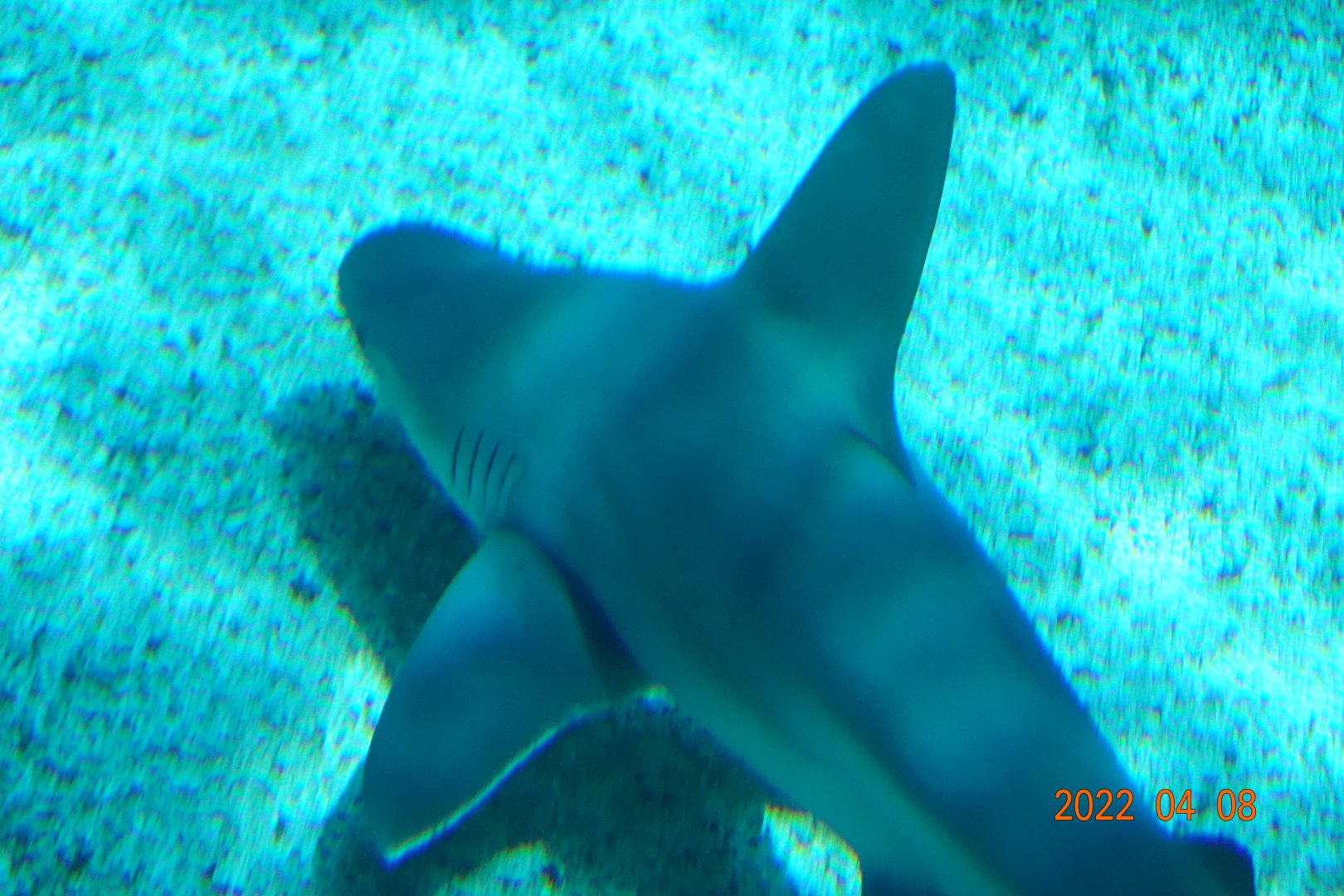 Sandbar Shark (Carcharhinus plumbeus)-Xpark