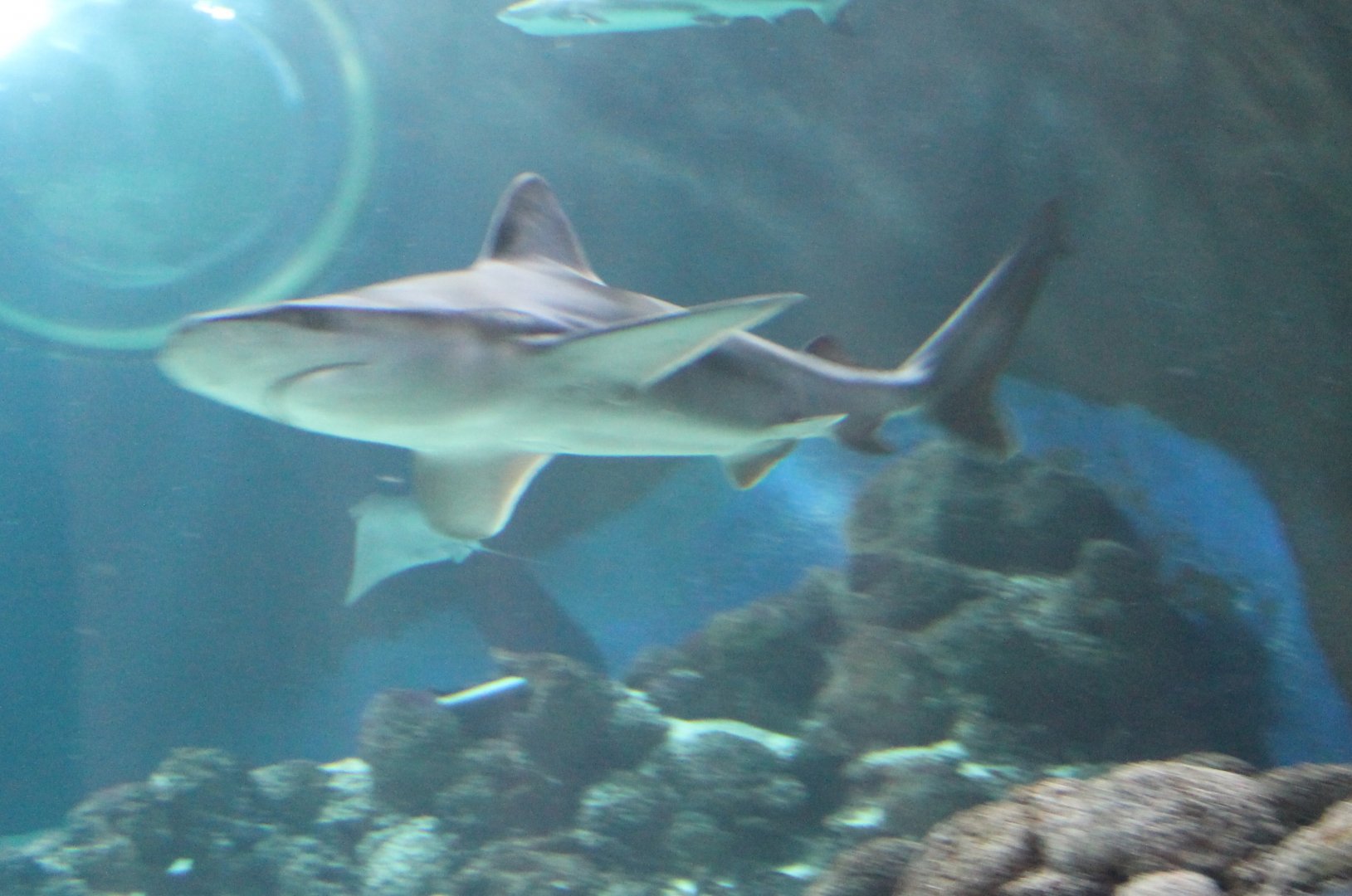 Sandbar shark - Carcharhinus plumbeus