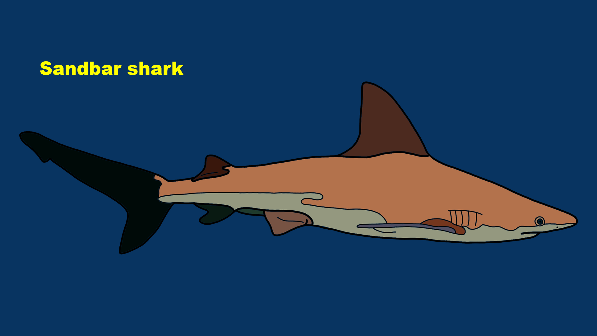 Sandbar shark (Carcharhinus plumbeus)